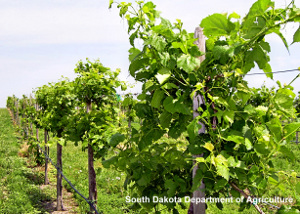 Rows of grapevines in a vineyard